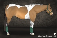 Horse Color:Buckskin Sabino Tobiano 