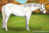 Horse Color:Smoky Black Pearl Sabino 