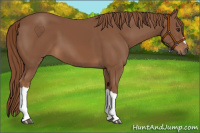 Horse Color:Chestnut 