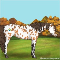 Horse Color:Buckskin Appaloosa 