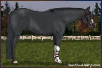Horse Color:Black 