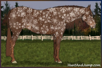 Horse Color:Gray Chestnut Appaloosa 