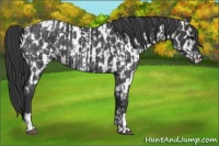Horse Color:Black  and Blue Roan Near Leopard 
