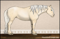Horse Color:Palomino Pearl Sabino 