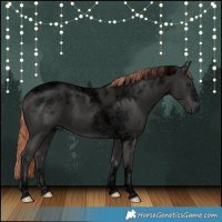 Horse Color:Void Liver Chestnut Tobiano Frame