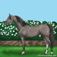 Horse Color:Grullo Snowflake Varnish