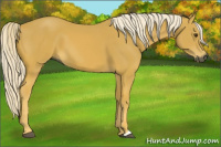 Horse Color:Gray Palomino