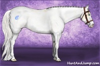 Horse Color:Palomino Pearl Sabino