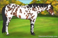 Horse Color:Bay Appaloosa 