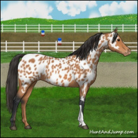 Horse Color:Bay Appaloosa 