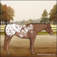 Horse Color:Chestnut Appaloosa 
