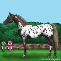 Horse Color:Liver Chestnut Near Leopard 