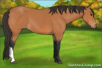 Horse Color:Bay Appaloosa 