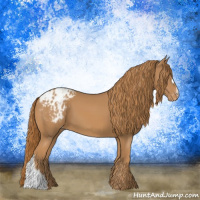 Horse Color:Chestnut Appaloosa