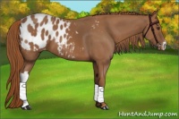 Horse Color:Chestnut Appaloosa