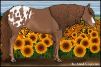 Horse Color:Chestnut Appaloosa 