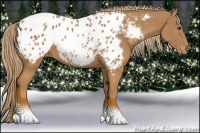 Horse Color:Chestnut Appaloosa 