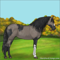 Horse Color:Black  and Grullo 