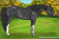 Horse Color:Black  and Black 