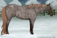 Horse Color:Liver Red Roan 