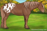 Horse Color:Chestnut Blanket 