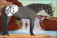 Horse Color:Grullo Appaloosa 