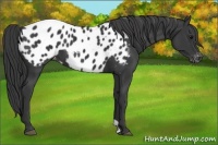 Horse Color:Black Appaloosa