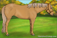 Horse Color:Palomino