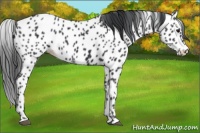 Horse Color:Black Appaloosa 