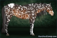 Horse Color:Buckskin Snowflake Varnish 