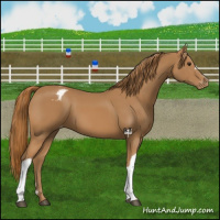 Horse Color:Chestnut Appaloosa 