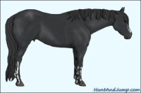Horse Color:Black  and Black 