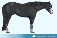 Horse Color:Black and Black