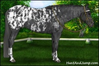Horse Color:Black Appaloosa  and Black Appaloosa 