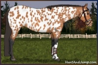 Horse Color:Bay Appaloosa