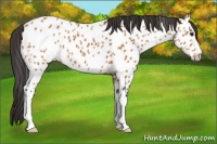 Horse Color:Bay Appaloosa