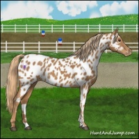 Horse Color:Chestnut Appaloosa 