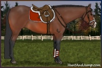 Horse Color:Bay Splash