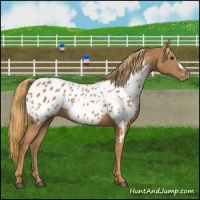 Horse Color:Chestnut Appaloosa 