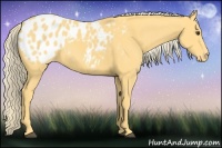Horse Color:Palomino Appaloosa