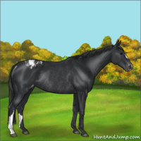 Horse Color:Black Appaloosa Rabicano 