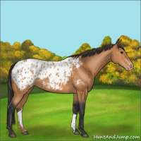 Horse Color:Bay Appaloosa