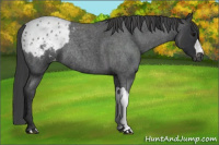 Horse Color:Blue Roan Appaloosa Rabicano 