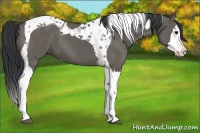 Horse Color:Grullo Splash Tobiano 