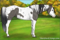 Horse Color:Grullo Splash Tobiano