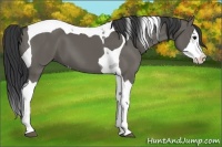 Horse Color:Grullo Splash Tobiano