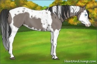 Horse Color:Grullo Splash Tobiano 