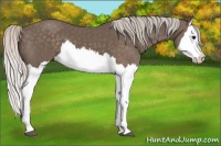Horse Color:Silver Black Splash