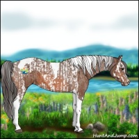 Horse Color:Bay Splash Tobiano Appaloosa  and Bay Tobiano Appaloosa 
