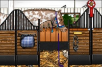 Horse Color:Red Roan Tobiano Appaloosa 